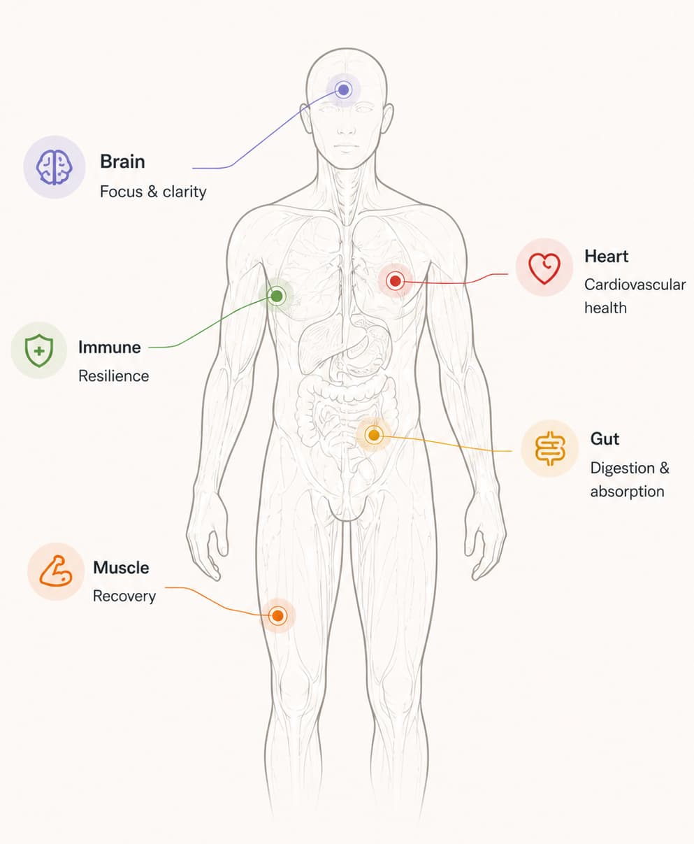 Biostaq anatomy map connecting biomarker categories to the body